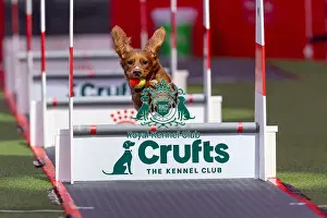 Flyball Team The Last 16 Prints: Flyball Team The Last 16 who was competing today (Friday 07/03/25)