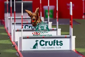 Flyball Team The Last 16 Prints: Flyball Team The Last 16 who was competing today (Friday 07/03/25)
