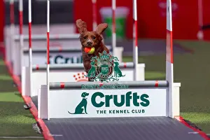 Flyball Team The Last 16 Prints: Flyball Team The Last 16 who was competing today (Friday 07/03/25)