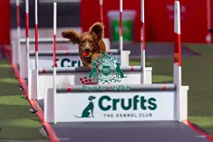 Flyball Team The Last 16 Prints: Flyball Team The Last 16 who was competing today (Friday 07/03/25)
