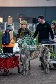 Crufts 2025 BeatMedia Prints: Flyn, an Irish Wolfhound, arriving today (Thursday 06/03/25)
