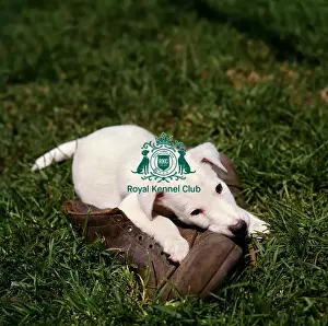 Playing Prints: Fox Terrier Puppy
