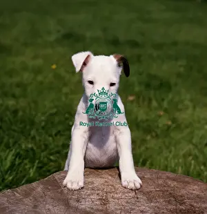 Fox Terrier Puppy