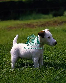 Small Prints: Fox Terrier Puppy
