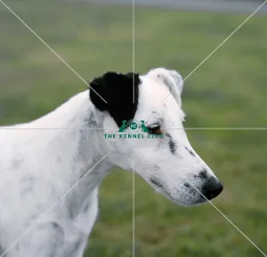 Fox Terrier-Smooth