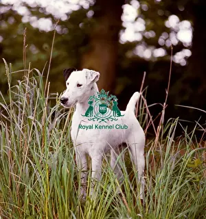 White Prints: Fox Terrier (Smooth)