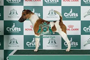 Fox Terrier (Smooth) Best of Breed Crufts 2026