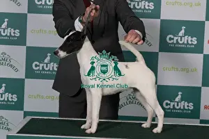 Crufts 2025 Best Of Breed Prints: Fox Terrier (Smooth) BOB