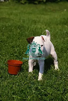 Fox Terrier-Smooth puppy