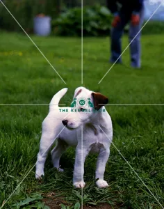 Fox Terrier (Smooth) Puppy