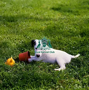 Toy Group Prints: Fox Terrier (Smooth) puppy