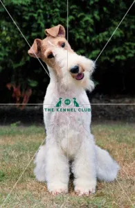 Fox Terrier-Wire