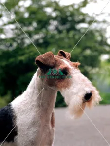 Fox Terrier-Wire