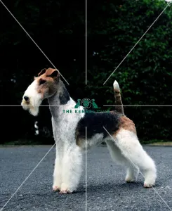 Fox Terrier-Wire