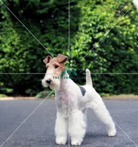 Fox Terrier-Wire