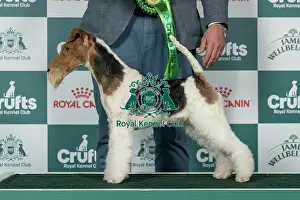 Friday Prints: Fox Terrier (Wire) Best of Breed Crufts 2026