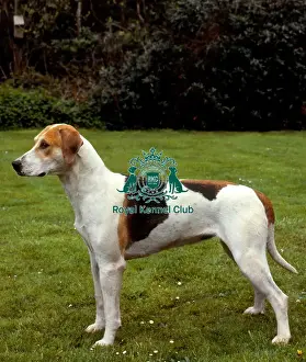 Hound Group Prints: Foxhound