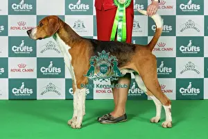 Hound Group Prints: Foxhound Best of Breed Crufts 2026