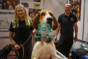 Foxhound Prints: Foxhound and handlers Discover Dogs