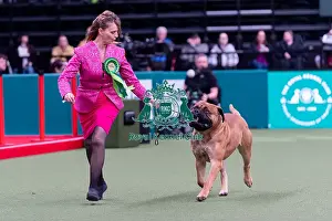 Bullmastiff Prints: Francesca Pavesi from Palma, Italy with Ron