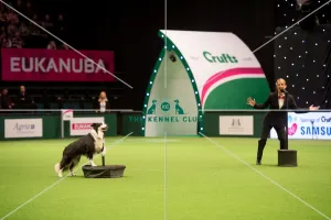 Heelwork