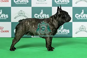 Saturday Prints: French Bulldog Best of Breed Crufts 2026 Ch Budbulls Maximum Impact for Olijah JW (Imp Srb) (Miss O TIMMS)