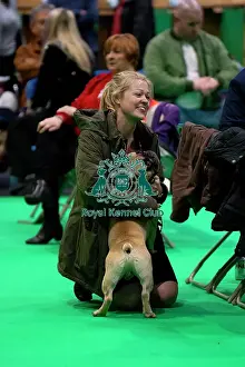 French Bulldog bred judging