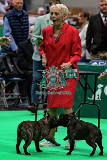 Friday 7th March Prints: French Bulldog class