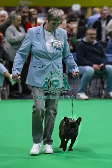 Friday 7th March Prints: French Bulldog Judging