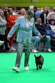 Friday 7th March Prints: French Bulldog judging