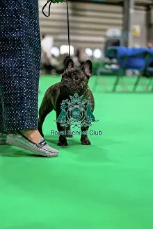 French Bulldog Prints: French bulldog in the Judging ring, hall 4
