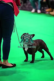 Friday 7th March Prints: French Bulldog Showing