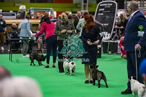 Friday 7th March Prints: French bulldog showing