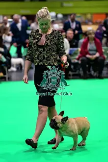 Friday 7th March Prints: French bulldog showing