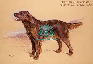FT Ch Sulhamstead Sheilin D Or