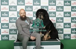 Tibetan Mastiff Prints: Gabriele Stafuzza from Italy with Viking