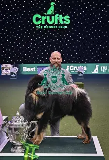 Tibetan Mastiff Prints: Gabriele Stafuzza from Italy with Viking