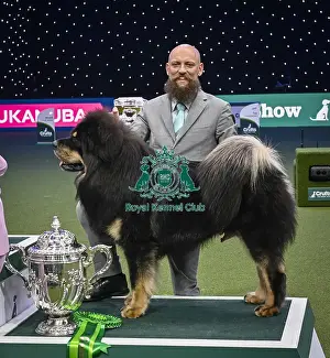 Tibetan Mastiff Prints: Gabriele Stafuzza from Italy with Viking