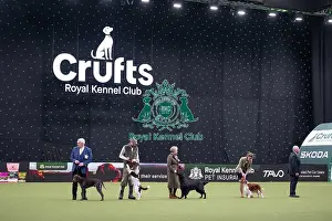 Crufts 2026 Main Arena Prints: Gamekeepers Competition Final
