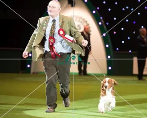 Gamekeepers Competition