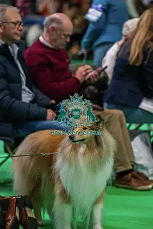 Collie Rough Prints: Gataj Majestic Hope