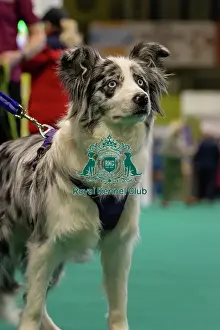 GCDS Bronze Challenge team waiting to perform their Warm Up at the Kennel Club Good Citizen Dog Scheme