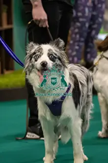 Crufts 2024 Good Citizen Bronze Display And Presentation Prints: GCDS Bronze Challenge team waiting to perform their Warm Up at the Kennel Club Good Citizen Dog Scheme