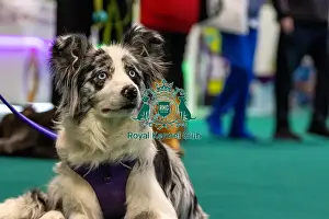 Crufts 2024 Good Citizen Bronze Display And Presentation Prints: GCDS Bronze Challenge team waiting to perform their Warm Up at the Kennel Club Good Citizen Dog Scheme
