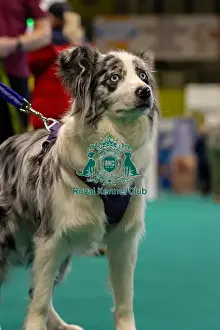 Crufts 2024 Good Citizen Bronze Display And Presentation Prints: GCDS Bronze Challenge team waiting to perform their Warm Up at the Kennel Club Good Citizen Dog Scheme