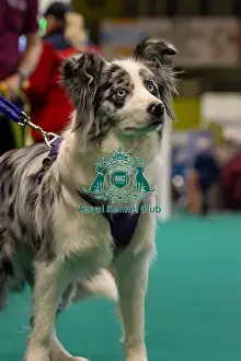GCDS Bronze Challenge team waiting to perform their Warm Up at the Kennel Club Good Citizen Dog Scheme