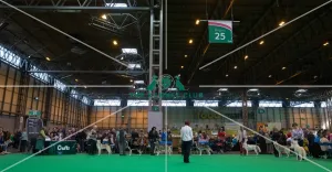 General judging shot