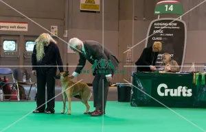 General judging shot