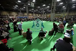 Bearded Collie Prints: General shot of Bearded Collie's being judged in the ring