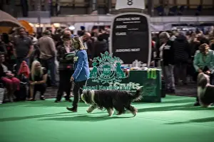 Bearded Collie Prints: General shot of Bearded Collie's being judged in the ring